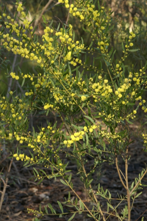 Acacia verniciflua